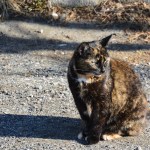 Why do cats make that face?