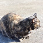 Why do cats make that face?