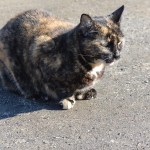 Why do cats make that face?
