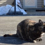 Why do cats make that face?