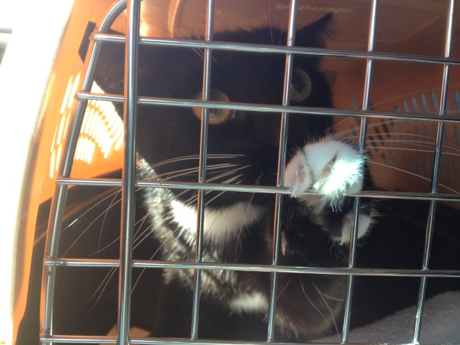 A trip to the vet is always worth it