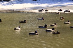 A duckload of ducks at Evergreen Cemetery