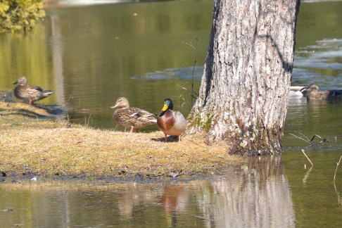 A duckload of ducks at Evergreen Cemetery