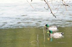 A duckload of ducks at Evergreen Cemetery