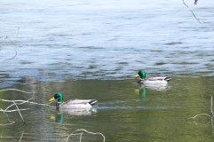 A duckload of ducks at Evergreen Cemetery