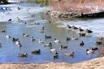 A duckload of ducks at Evergreen Cemetery
