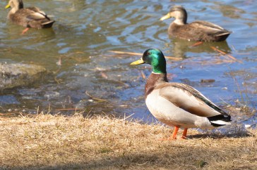 A duckload of ducks at Evergreen Cemetery