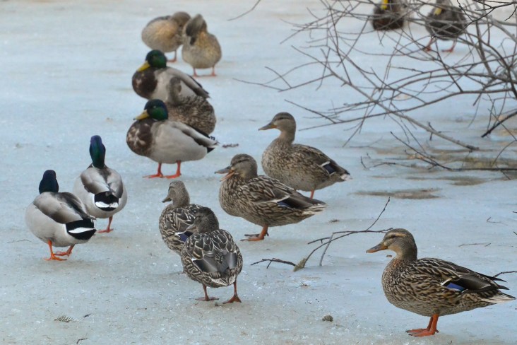 A duckload of ducks at Evergreen Cemetery