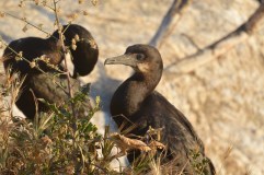 The Shore Birds of La Jolla