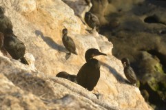 The Shore Birds of La Jolla