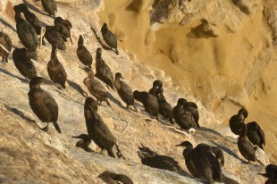 The Shore Birds of La Jolla