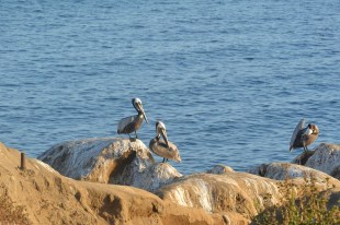 The Shore Birds of La Jolla