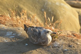 The Shore Birds of La Jolla