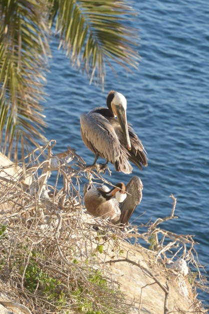 The Shore Birds of La Jolla
