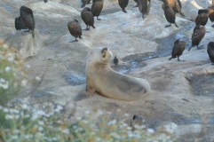 The Seals of La Jolla