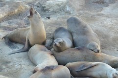 The Seals of La Jolla