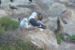 The Shore Birds of La Jolla