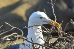 The Shore Birds of La Jolla