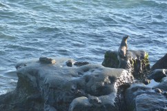 The Seals of La Jolla