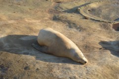 The Seals of La Jolla