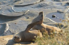 The Seals of La Jolla