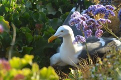The Shore Birds of La Jolla