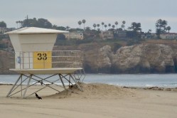 The Shore Birds of La Jolla