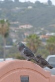 The Shore Birds of La Jolla