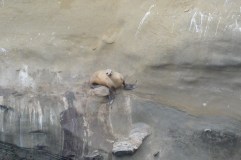 The Seals of La Jolla