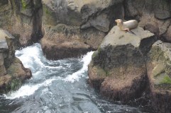 The Seals of La Jolla