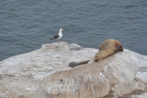 The Seals of La Jolla