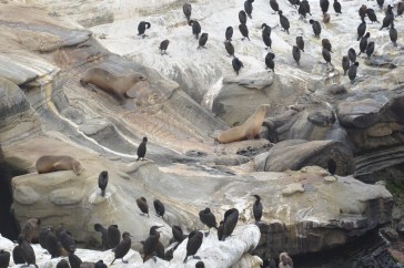 The Seals of La Jolla
