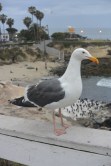 The Shore Birds of La Jolla