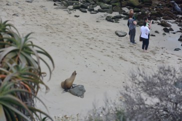 The Seals of La Jolla