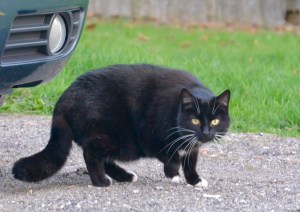 Spring wild cats