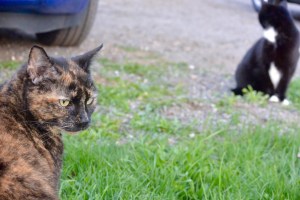 Spring wild cats