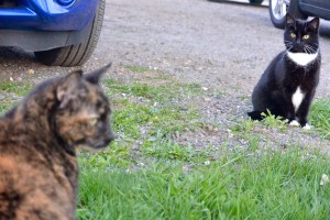 Spring wild cats