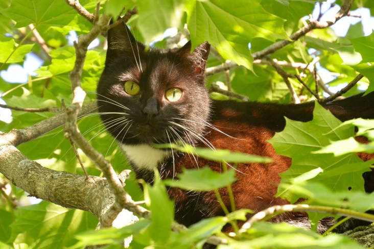 Pekoe of the Trees