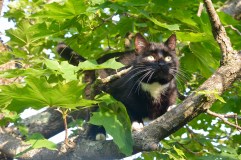 Pekoe of the Trees
