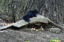 Black Squirrels in Toronto