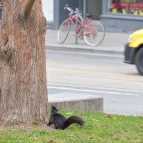 Black Squirrels in Toronto